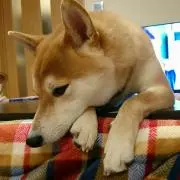 ウッキー