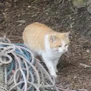 とら