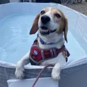 はなちゃんの画像