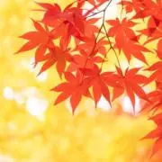 まとめ買い依頼受け付けます‼️の画像