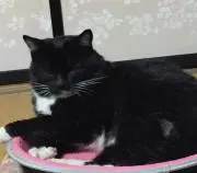 サボテンの画像
