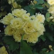 アルル＊プロフお読みくださいの画像
