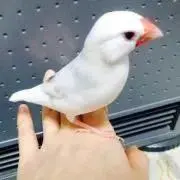 MOSAの画像