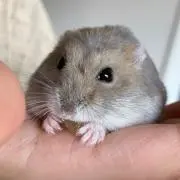ポテトの画像