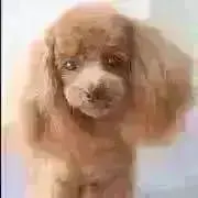 MANATO