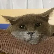 めぐみ
