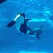 エナカラの画像