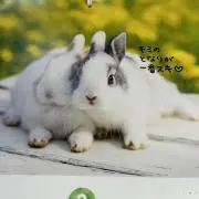 ちさぴょんの画像