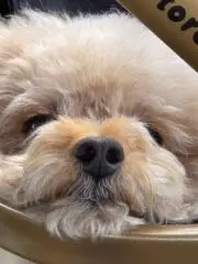 コラッタの画像