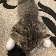 kikiの画像