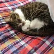 kikoの画像