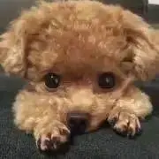su___の画像