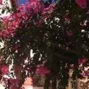 ななこの画像
