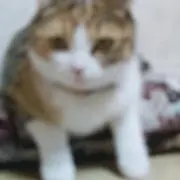 Mｒたけしの画像