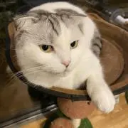 断捨離中⟡.·の画像