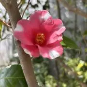 わびすけの画像