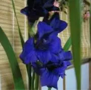 sericum’shop リピート割可の画像