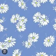 マーガレットの画像