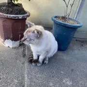 まかもら
