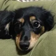 サクラ