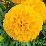 aiの画像