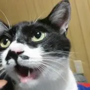 レイリーレイリー
