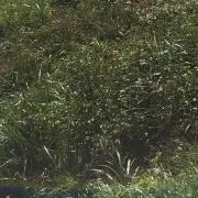 サトシ
