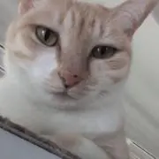 歌うネコ