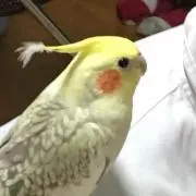 ななみ