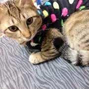 ぽっちゃま