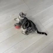 えなの画像