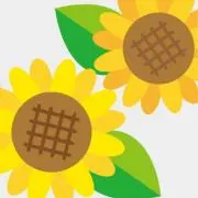sunflowerの画像