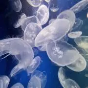 海月 プロフィール必読の画像