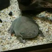 ともまる