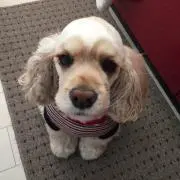 りっこの画像