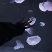 りおの画像