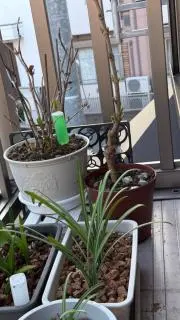 Plantyx