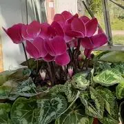 エム太郎