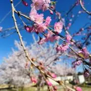 Ai Chanの画像
