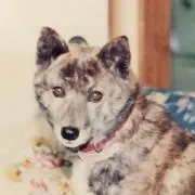 ともみの画像