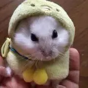 メリメリ❤︎プロフ必読