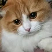 そなの画像