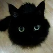 にゃん