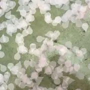 suriの画像