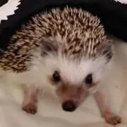 でん ★お値下げ交渉不可の画像