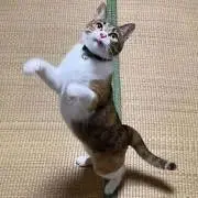 kiiの画像