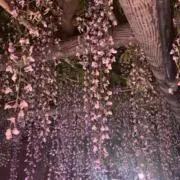藤牧❁⃘*.゜の画像