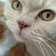 ナッツの画像
