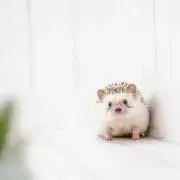 モモの画像