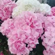 ゆう